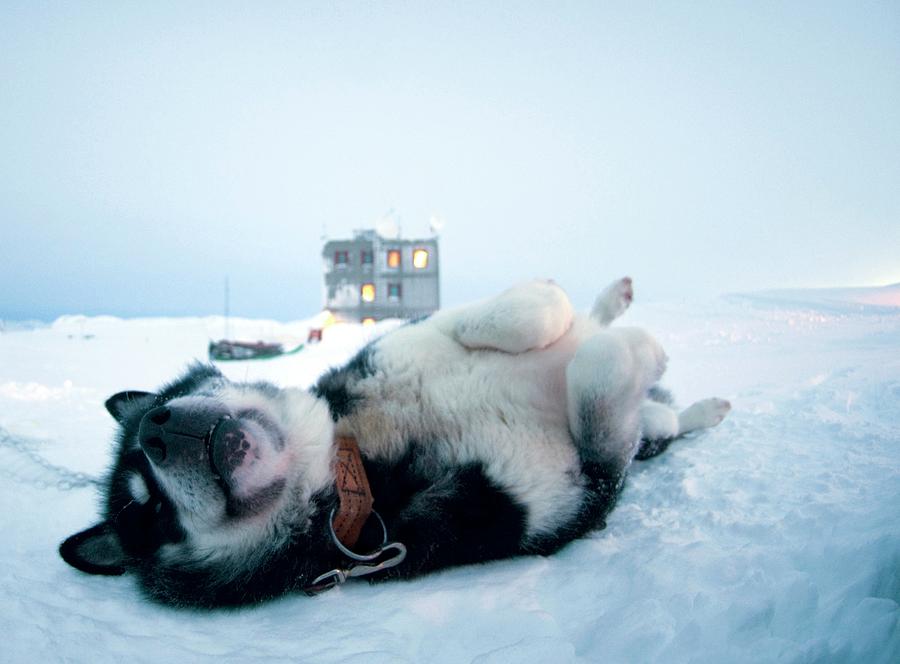 Greenland Dog Photograph by Louise Murray/science Photo Library