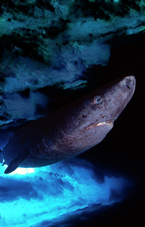 Greenland Shark Photograph by Louise Murray/science Photo Library