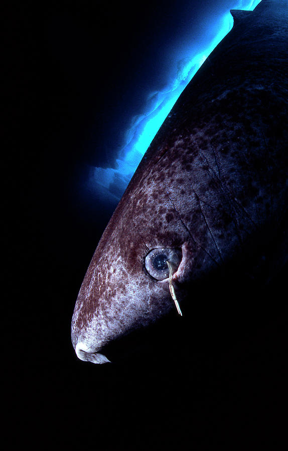 Greenland Shark With Copepod Parasite Photograph by Louise Murray/science Photo Library