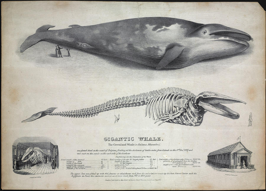 Greenland Whale Stranding Photograph by Natural History Museum, London/science Photo Library