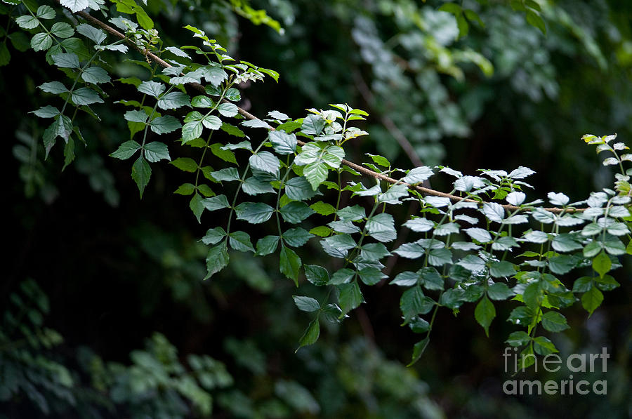 Nature Photograph - Greens by Dan Holm