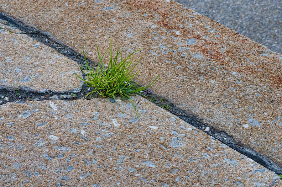 Greens In The Crack Photograph by Beth Venner