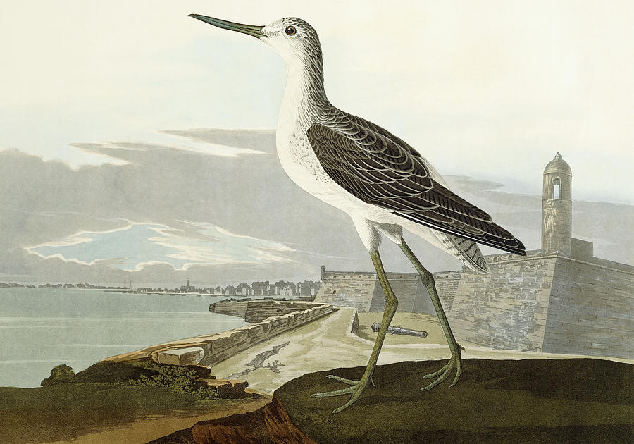 John James Audubon Painting - Greenshank by John James Audubon