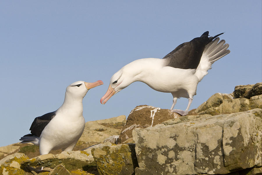 Greeting Black-browed Albatross Pair Photograph by Dickie Duckett