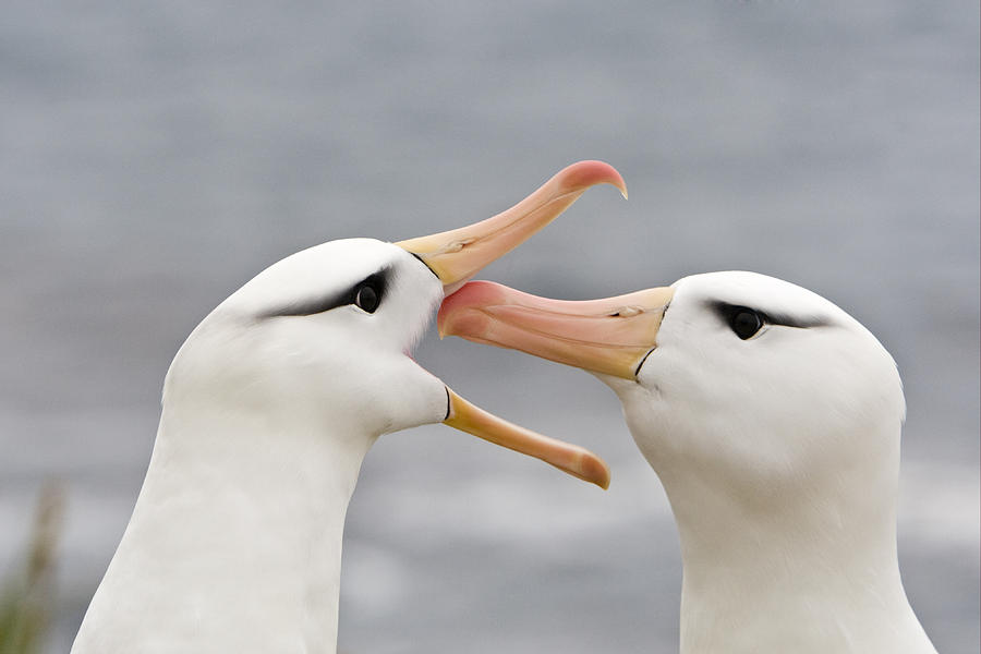 Greeting Black-browed Albatrosses Photograph by Dickie Duckett