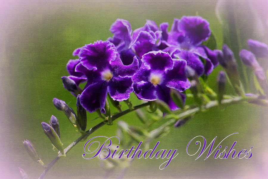 Greeting Cards - Birthday Wishes Photograph by HH Photography of Florida
