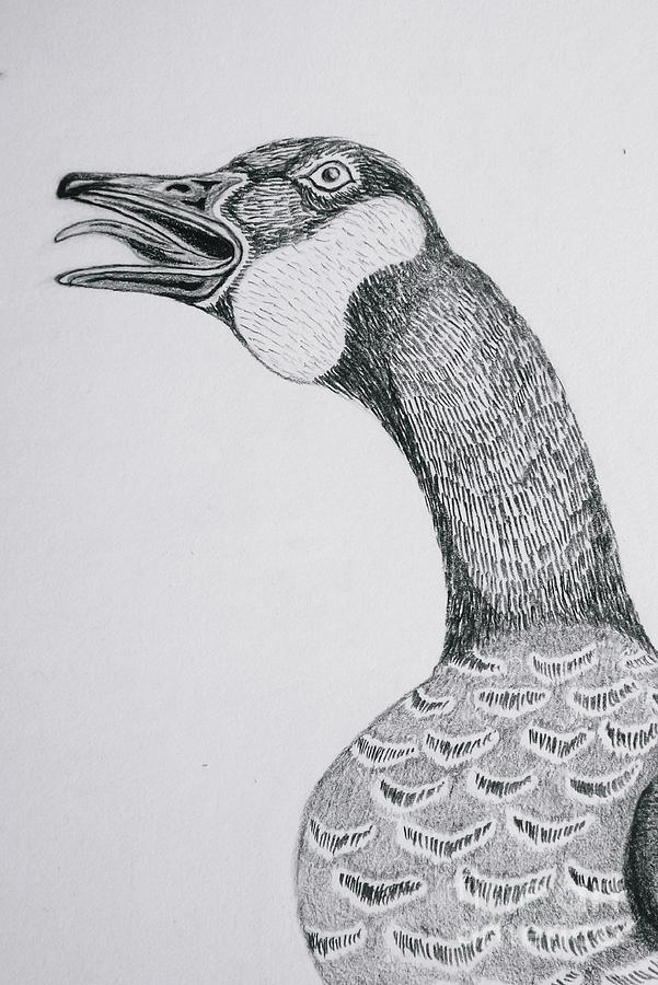 Greeting Goose 1 Detail From Canadian Greetings Drawing