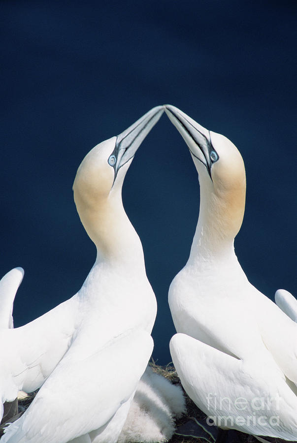 Greeting Gannets Photograph by Yva Momatiuk John Eastcott