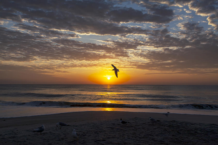 Greeting the Dawn Photograph by Lynn Palmer - Fine Art America