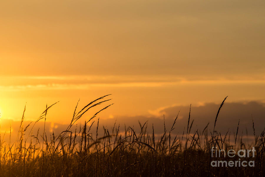 Manassas Battlefield Photograph - Greeting The Morning by Carlee Ojeda