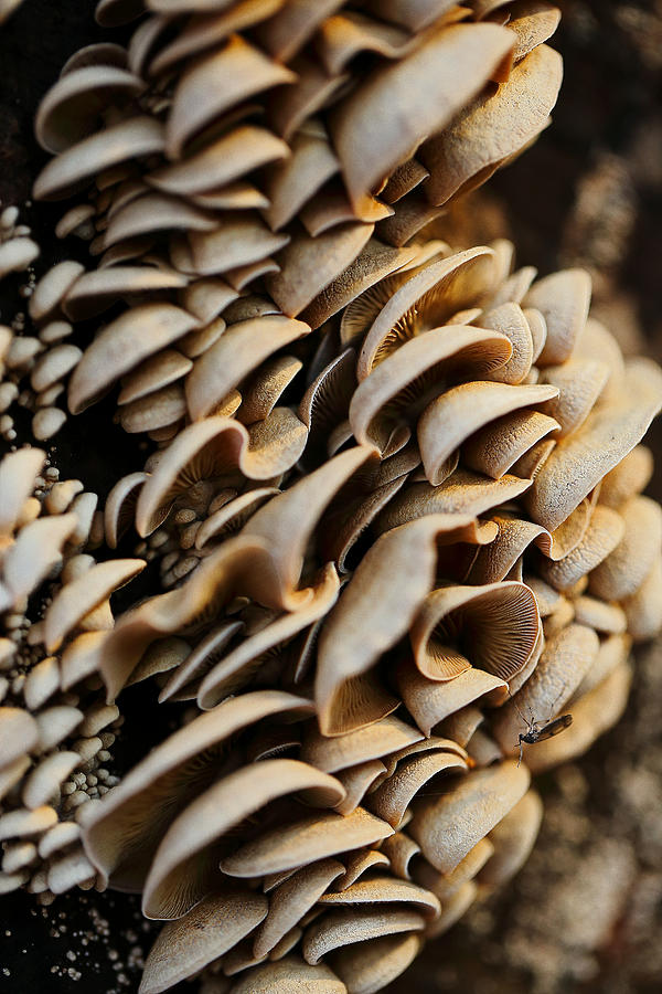 Mushroom Photograph - Mushroom Nr.2 by Mah FineArt