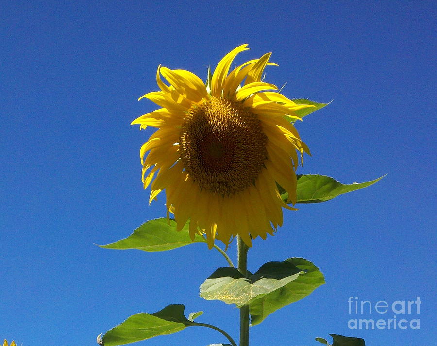 Sunflower with Open Arms Painting by Margaret Welsh Willowsilk