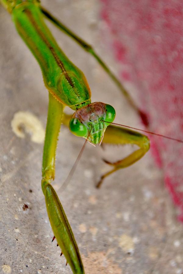 Greetings Earthlings - The Praying Mantis Photograph by Kim Bemis
