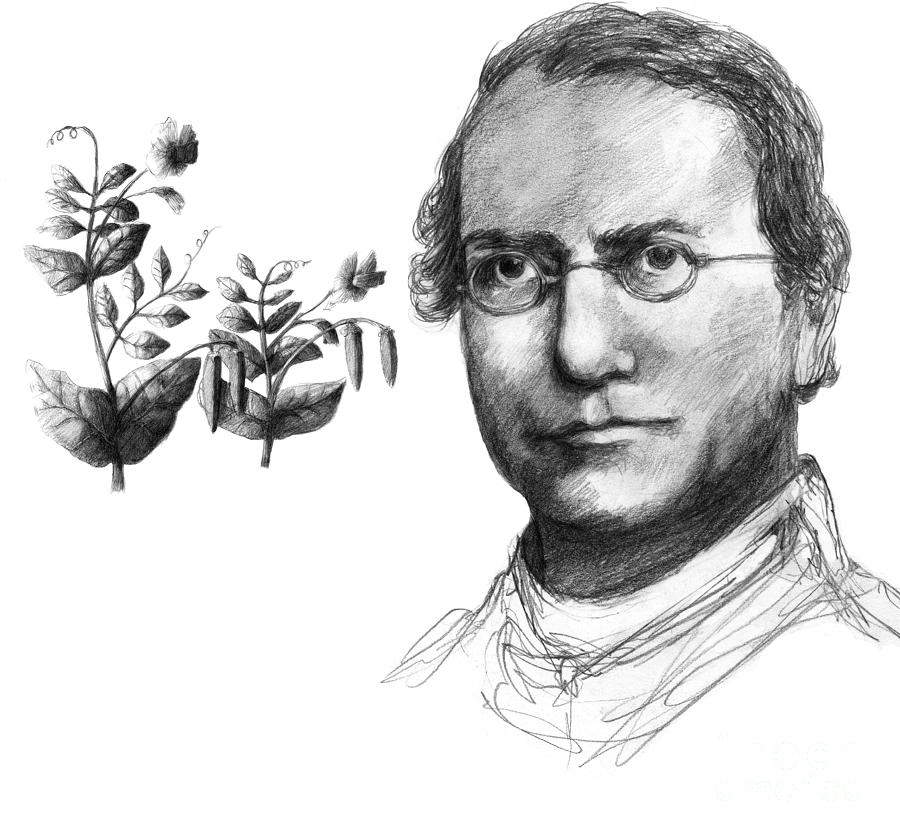 Portrait Photograph - Gregor Mendel, Father Of Genetics by Spencer Sutton