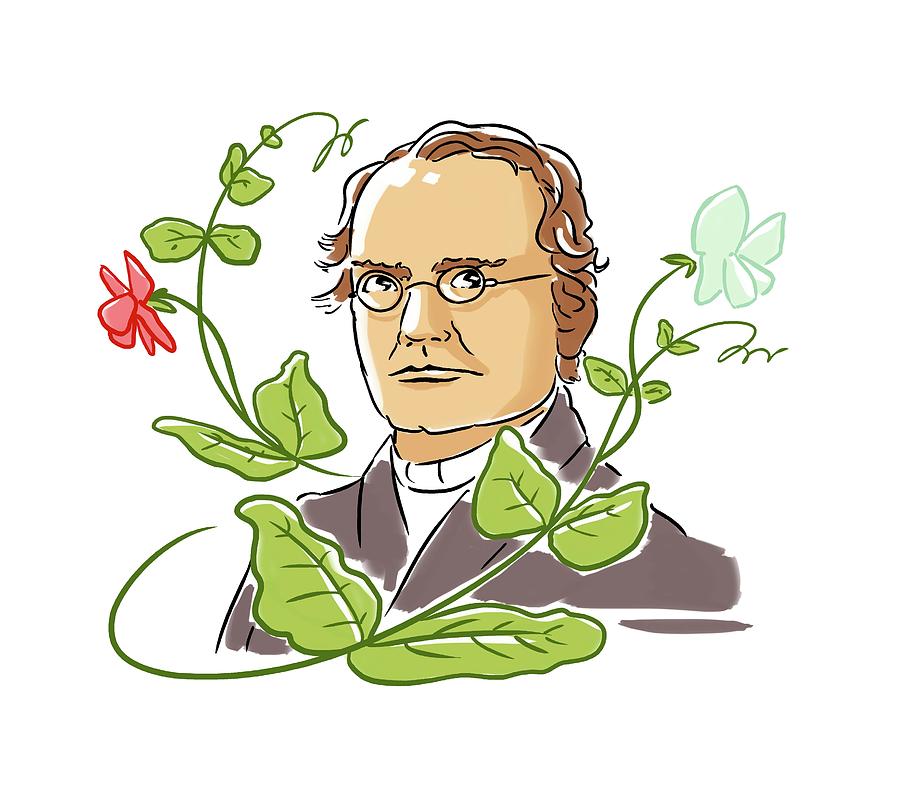 Gregor Mendel Photograph by Harald Ritsch