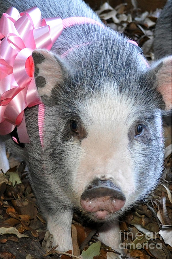 Gretel Piggy Photograph by Cheryl McClure