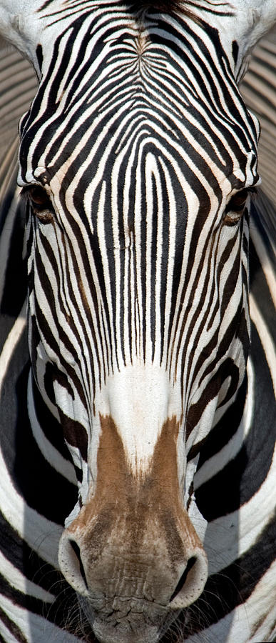 Black And White Photograph - Greveys Zebra, Samburu National by Panoramic Images