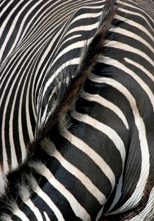 Greveys Zebra Stripes And Mane Photograph by Animal Images