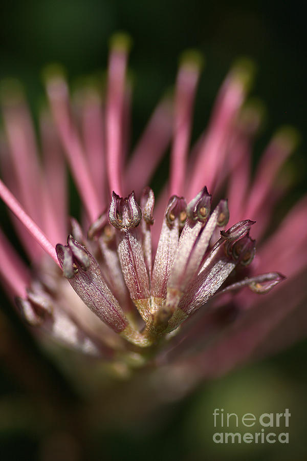 Grevillea Flower Photograph by Joy Watson