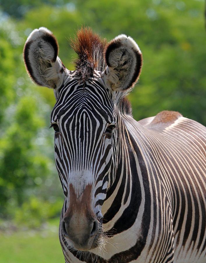 Grevy Zebra Photograph by Davandra Cribbie