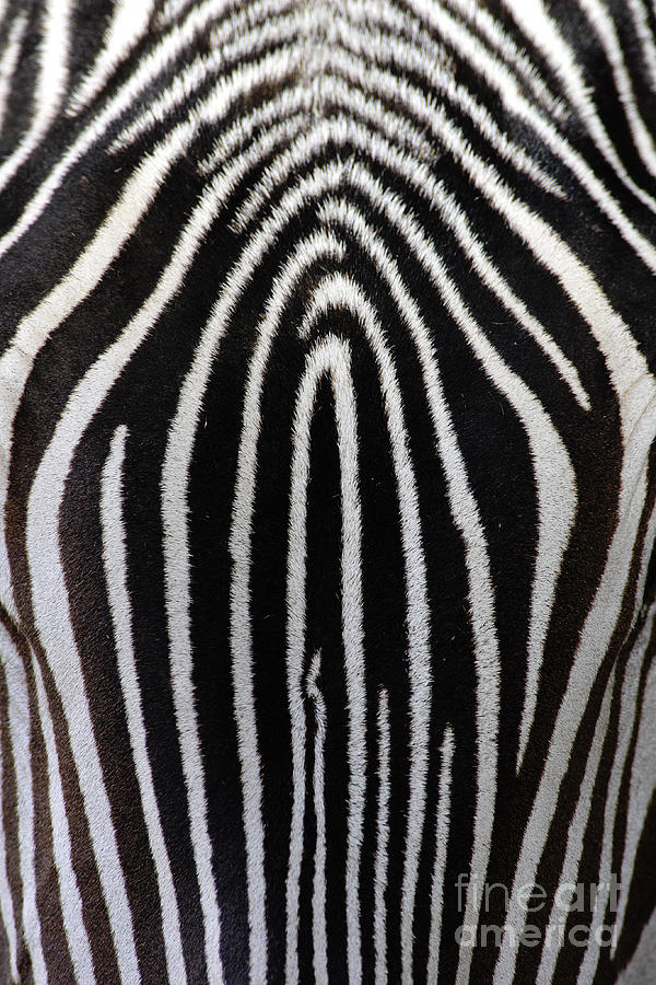Grevys Zebra Photograph by Craig K Lorenz