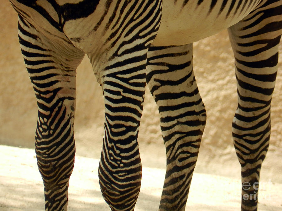 Los Angeles Photograph - Grevys Zebra by Katelyn Robbins