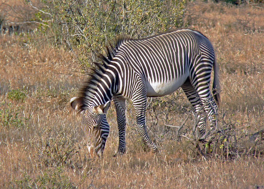 Grevys Zebra Photograph by Tony Murtagh