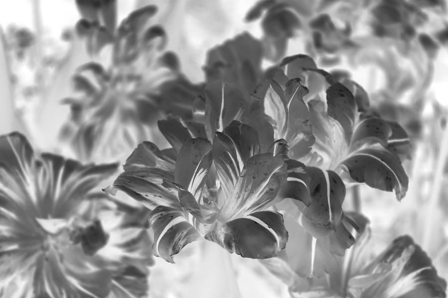 Flower Photograph - Grey Abstract Flowers by Henry Nowick