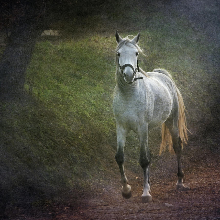 Grey Arabian Horse Walking Photograph by Christiana Stawski