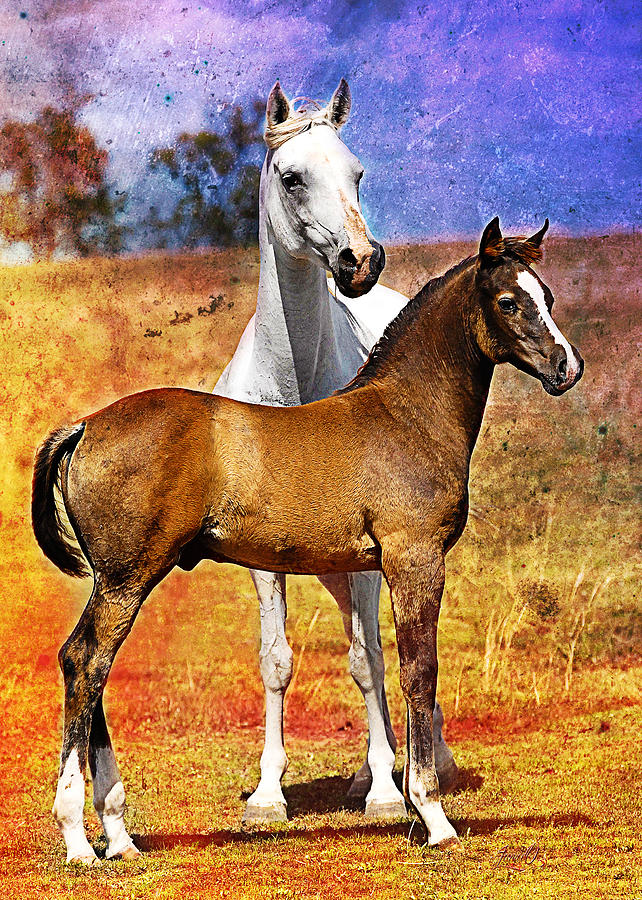 Grey Arabian Mare and Colt Digital Art by Janice OConnor