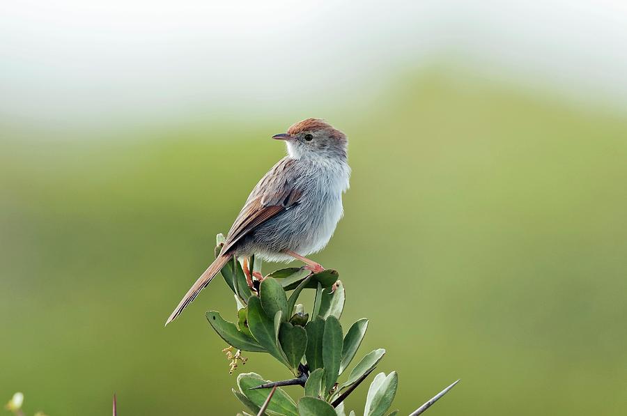 Grey-backed Cisticola Photograph by Peter Chadwick/science Photo ...
