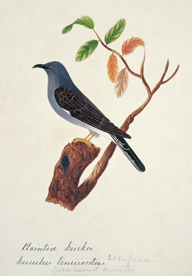 Grey-bellied Cuckoo Photograph by Natural History Museum, London/science Photo Library