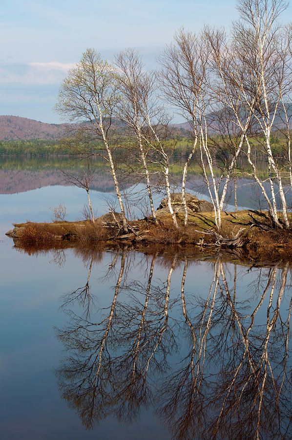 Grey Birch Trees Betula Populifolia Photograph by John Orcutt - Pixels