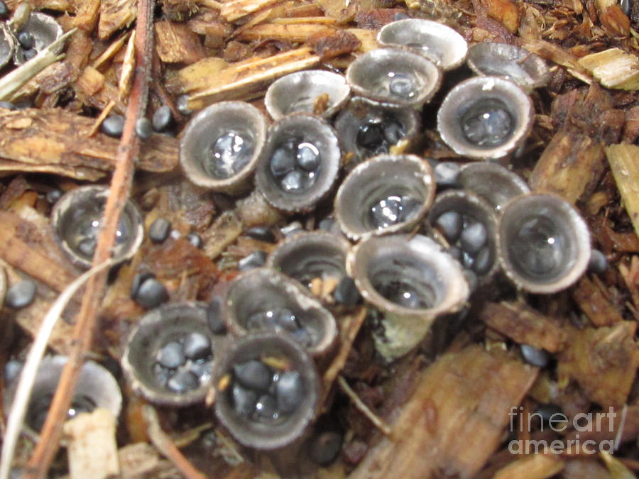 Nidulariaceae Photograph - Grey birds nest fungus by Timothy Myles