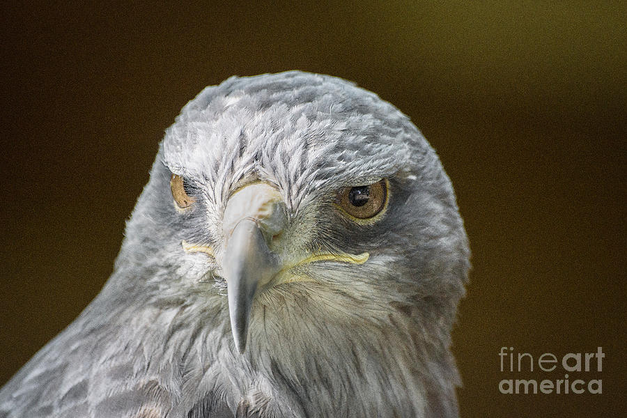 Grey Buzzard Eagle Photograph
