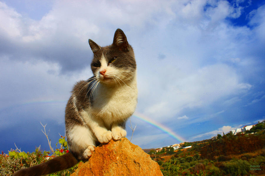 Grey Cat and Rainbow Photograph by Augusta Stylianou