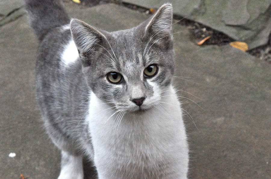 Grey cat Photograph by Diane Lent
