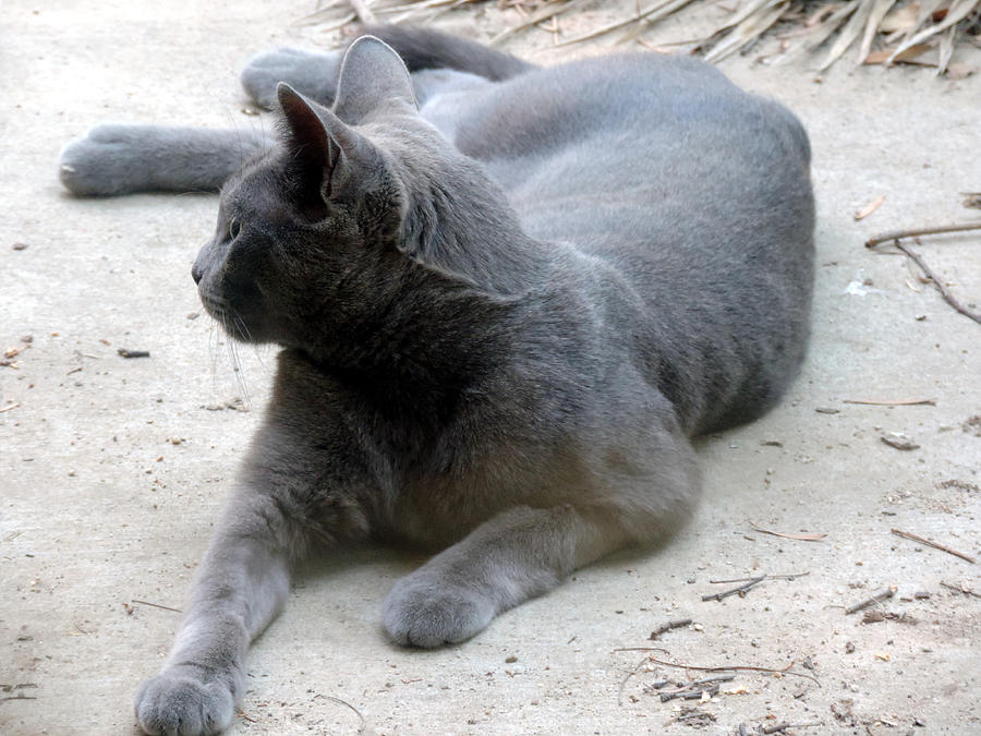 Grey Cat Photograph by Eric Forster