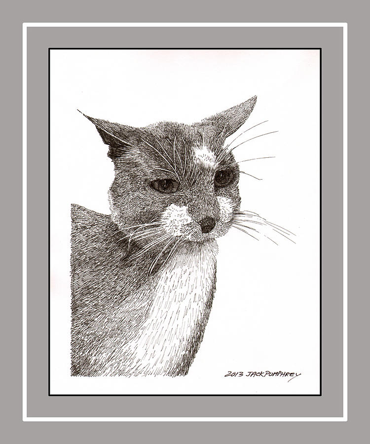 Grey cat number 12 Drawing by Jack Pumphrey | Fine Art America