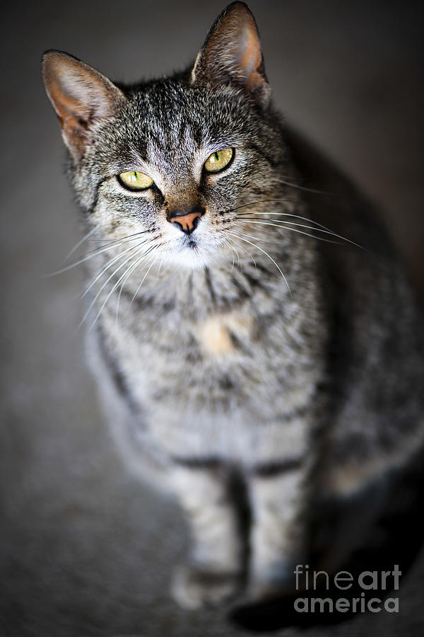 Animal Photograph - Grey cat portrait 2 by Elena Elisseeva
