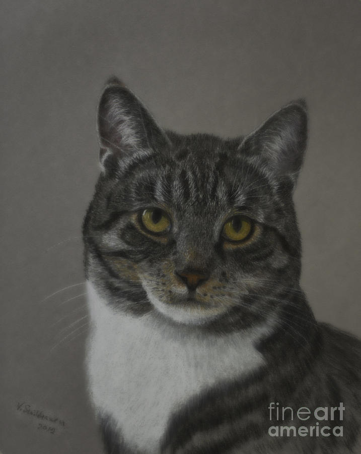  Grey  Cat  Pastel  by Veikko Suikkanen