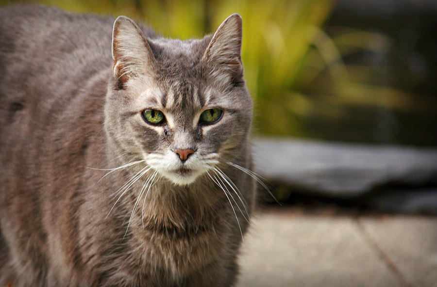 Portrait Photograph - Grey Cat With Green Eyes by Michelle Newell