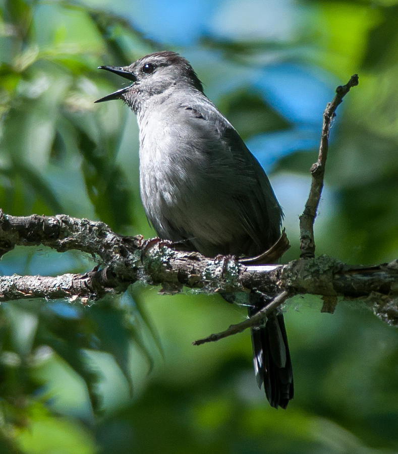 Grey Catbird Photograph by Richard Kitchen - Fine Art America