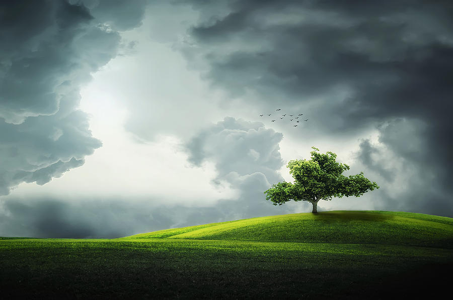 Nature Photograph - Grey clouds over field with tree by Bess Hamiti