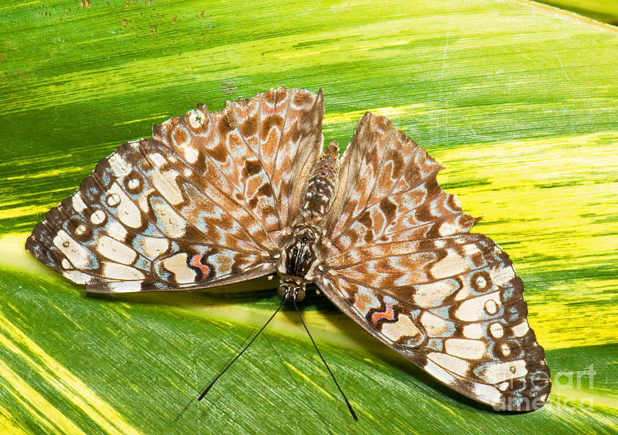 Grey Cracker Butterfly Photograph by Millard H. Sharp