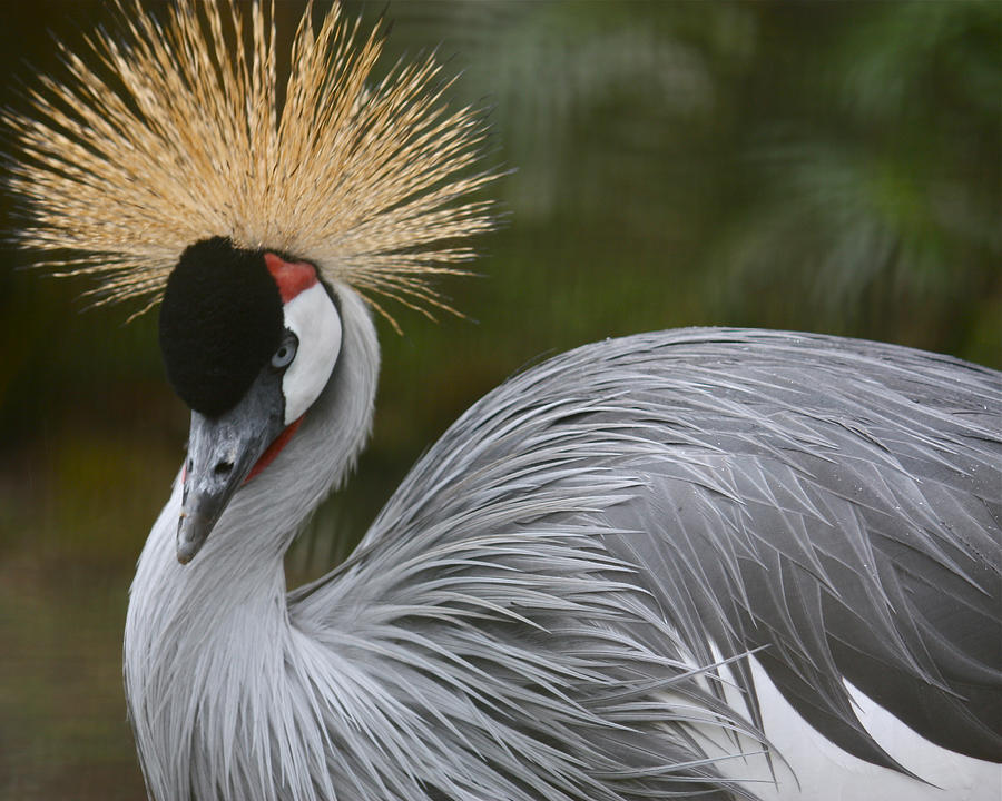 Crane Photograph - Grey Crowned Crane by Venetia Featherstone-Witty
