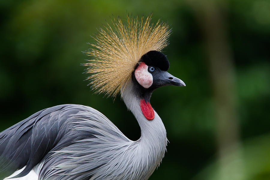 Grey Crown Crane Photograph by Wim Swyzen - Fine Art America