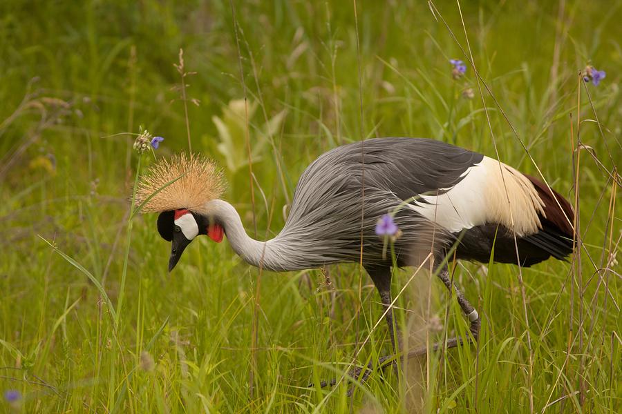 Grey Crowned Crane at International Crane Foundation Photograph by Natural Focal Point Photography