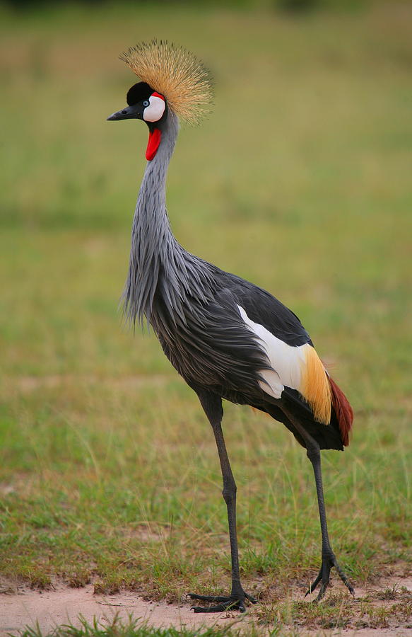 Grey Crowned Crane Photograph by Bruce J Robinson