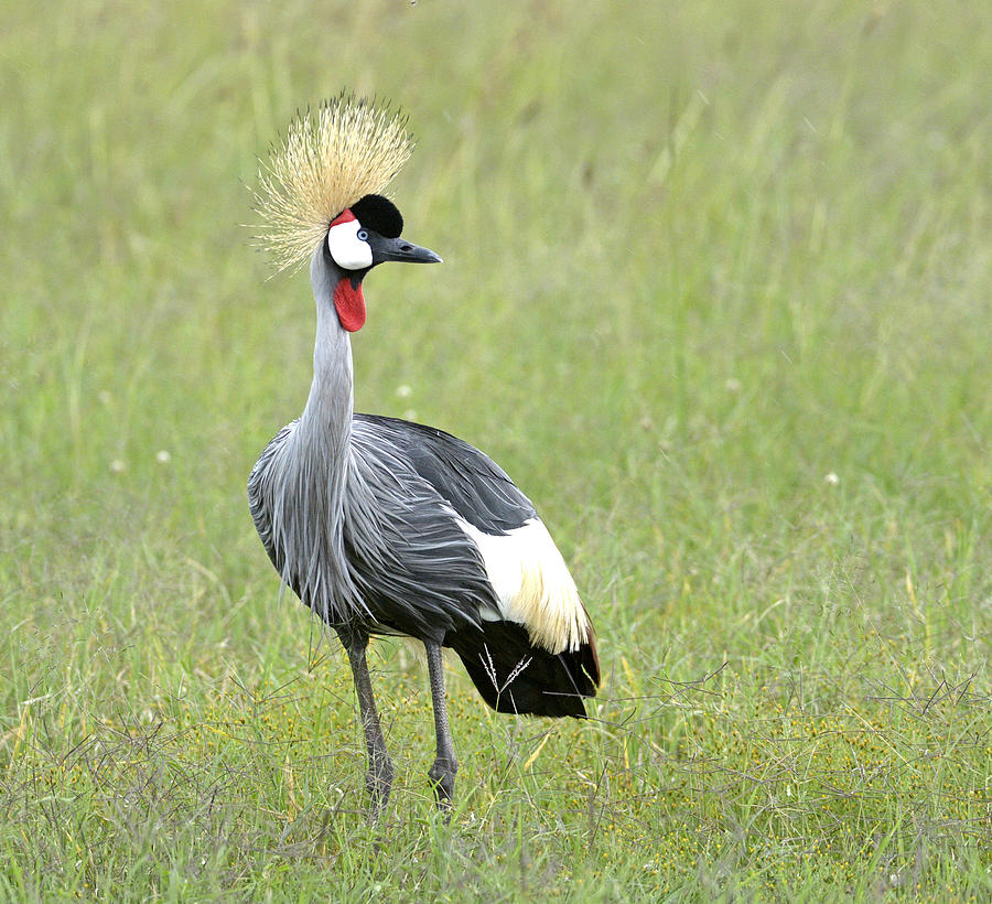 Grey Crowned Crane Photograph by Claudio Bacinello - Pixels